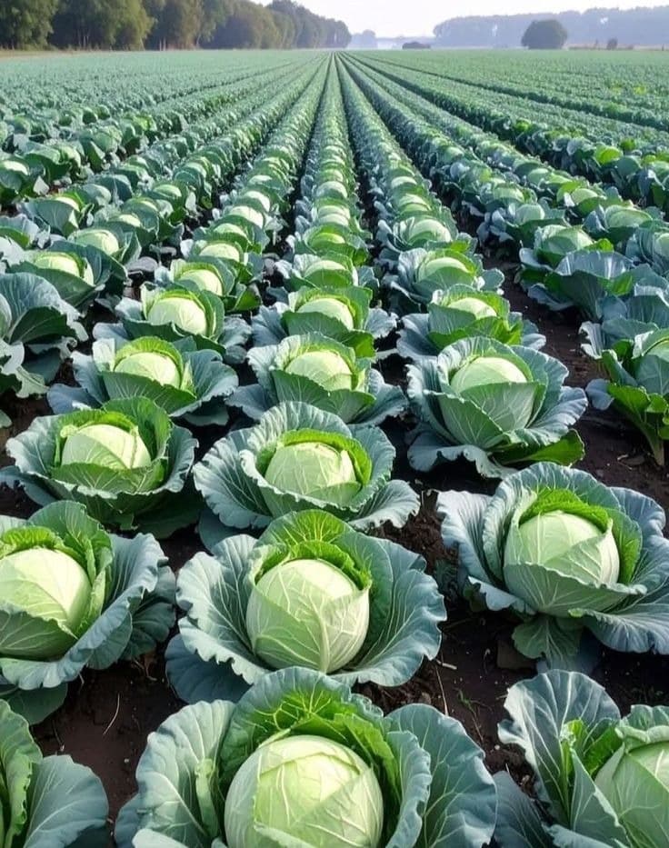 Fresh Green Cabbage