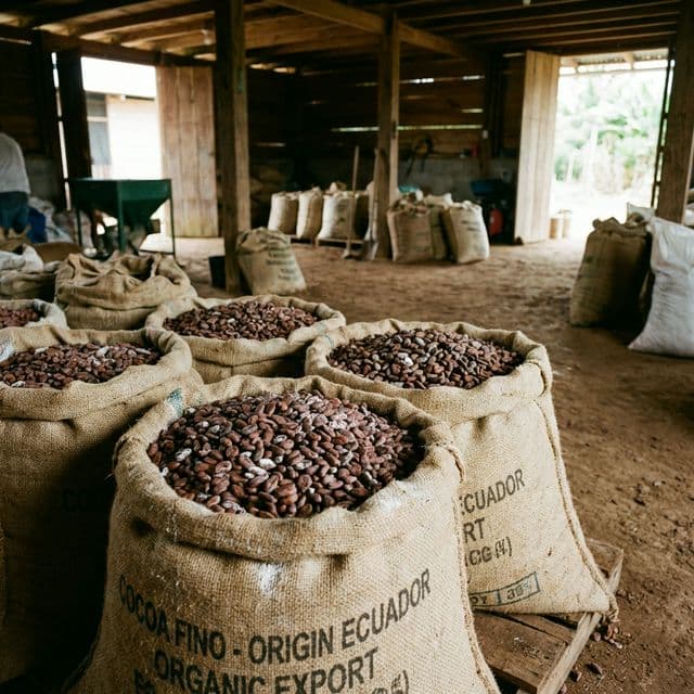 Fermented Cocoa Beans